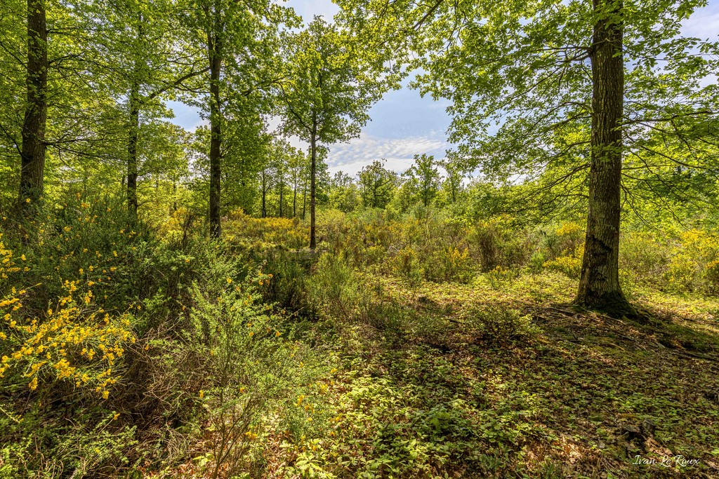 Forêt de Romilly-la-Puthenaye (27)