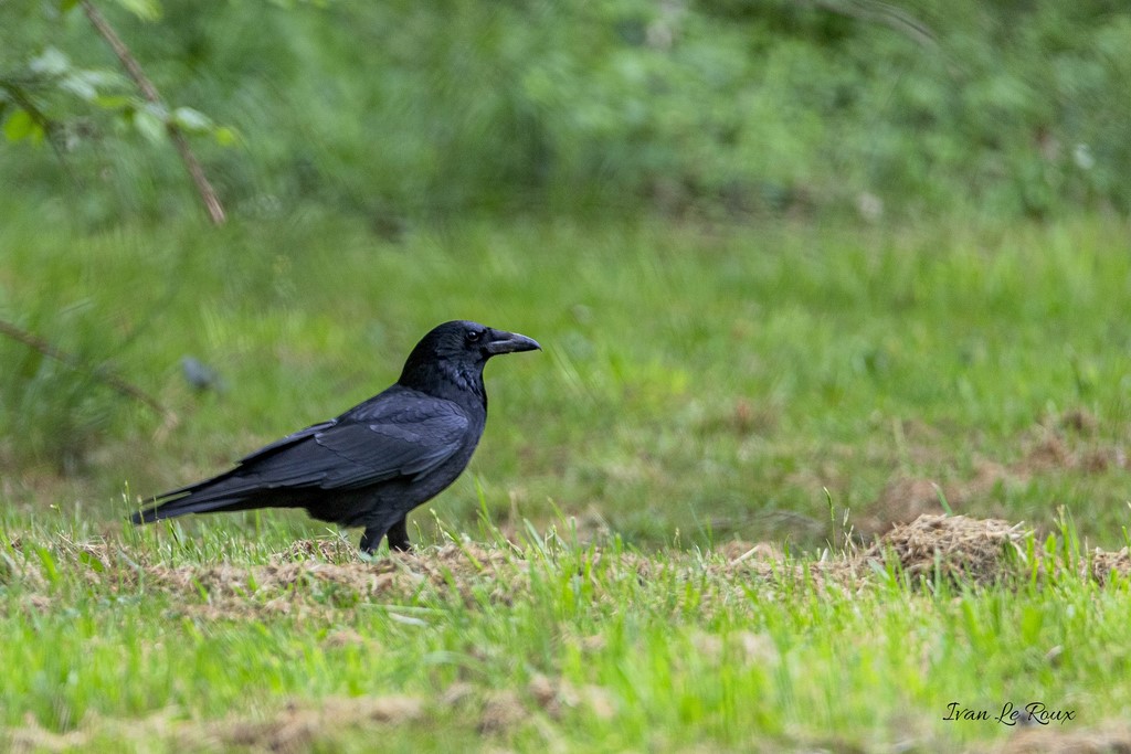 Corneille Noire Collection Les Oiseaux du Jardin - 