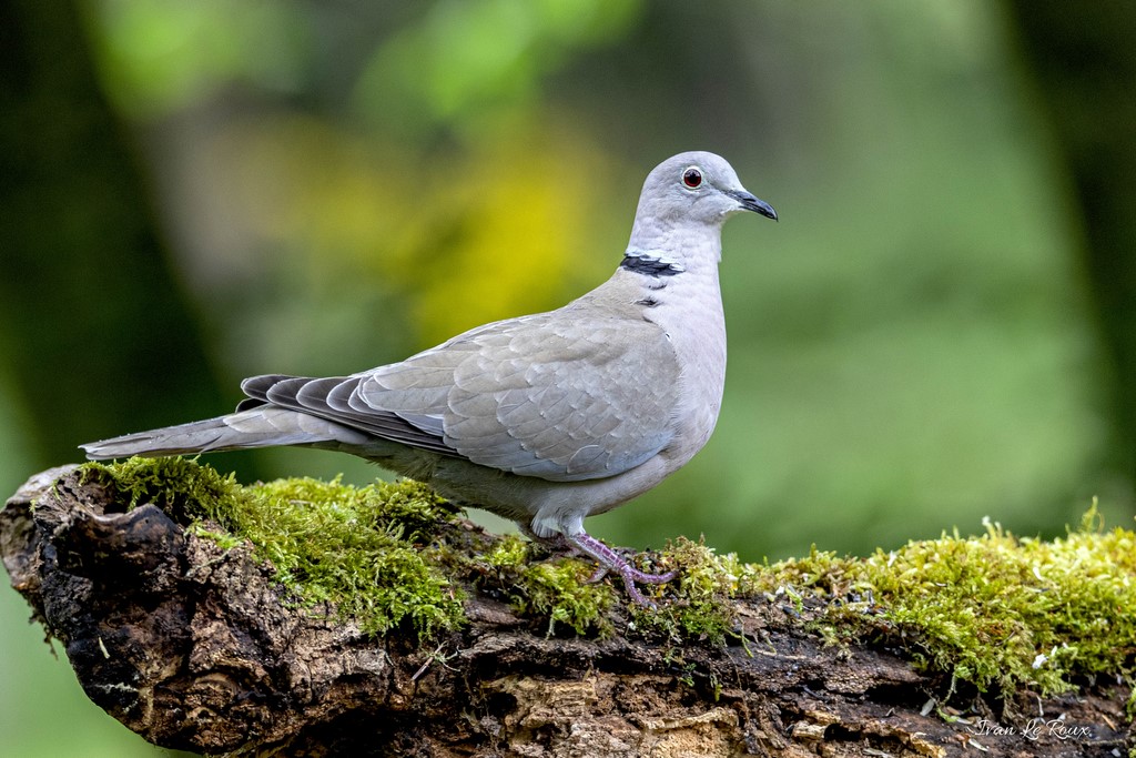 Tourterelle Turque Collection Les Oiseaux du Jardin - 