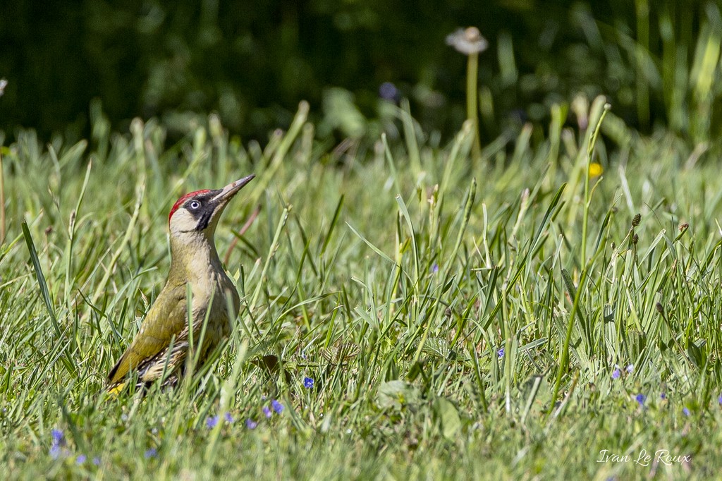 Pic vert Collection Les Oiseaux du Jardin - 