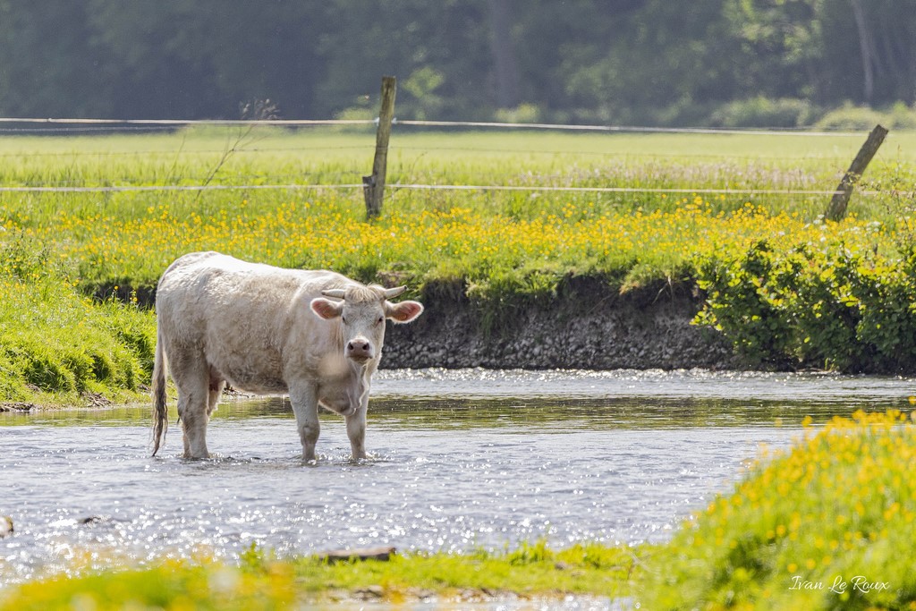 Les pieds dans l'eau...  - 2020
