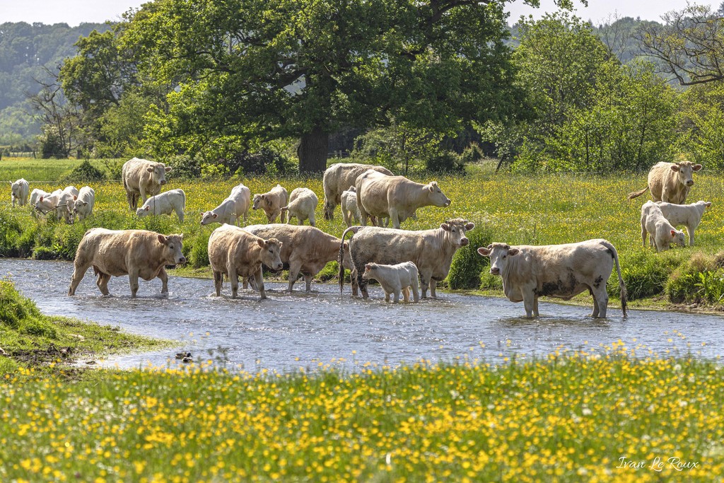 Paysage Bucolique Normand