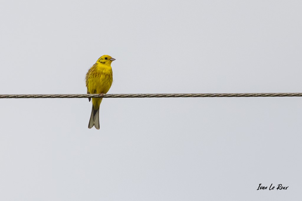Bruant jaune (Mâle)