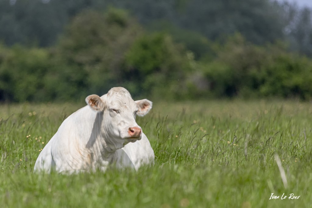 "Marguerite" fait la sieste...