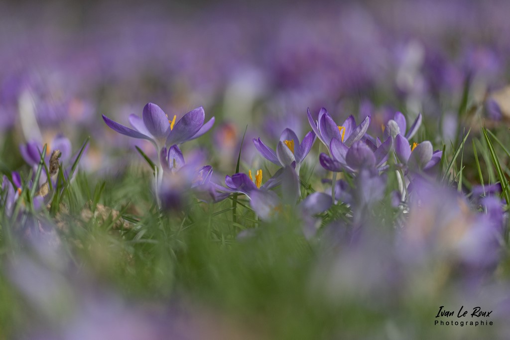 Tapis de Crocus - Romilly-la-Puthenaye (27) - 2022