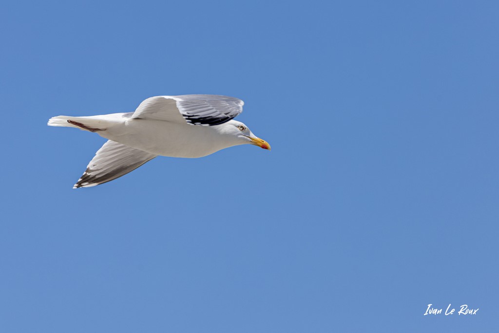 Goéland Argenté  - 2020