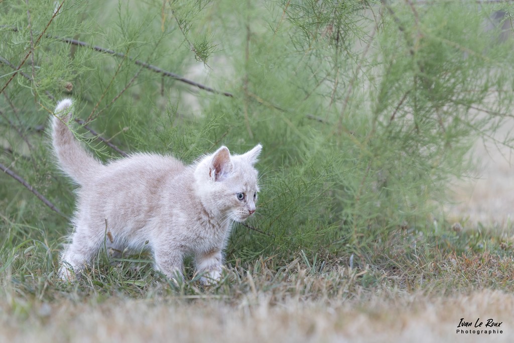 Chaton (7 semaines) (27) - 2022 - Canon EOS 5D Mark IV, Tamron SP 70-200 mm f/2.8 Di VC USD G2 A025, 200 mm, 1/250s, f/4 ISO 800  Priorité Ouverture