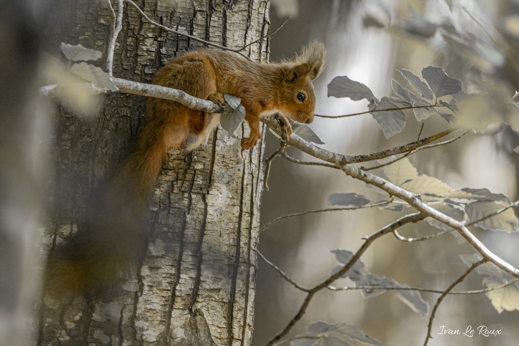 L'Ecureuil Roux