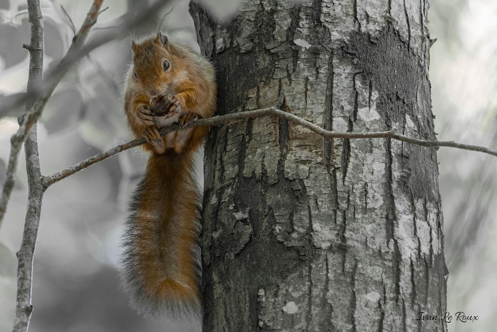 L'Ecureuil Roux