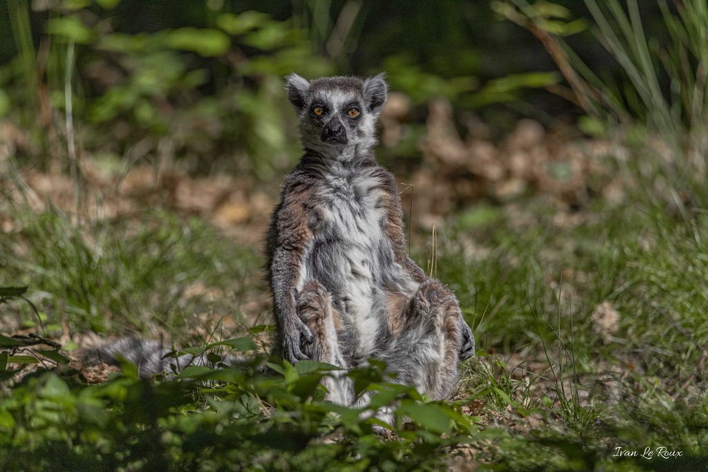 Maki Catta Lémurien de Madagascar
