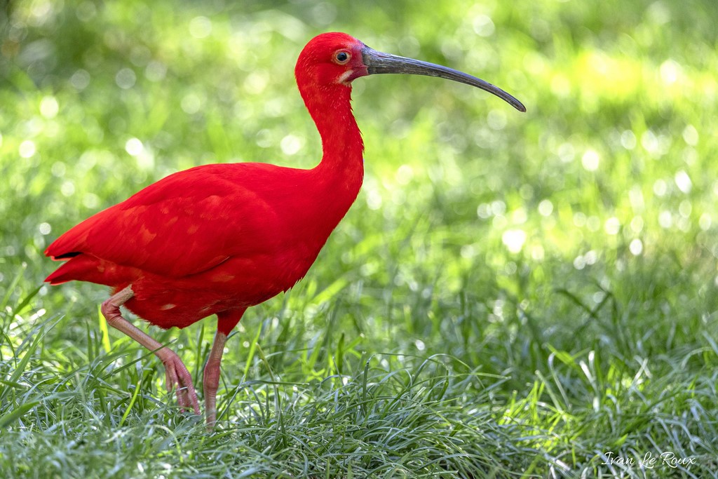 Ibis Rouge