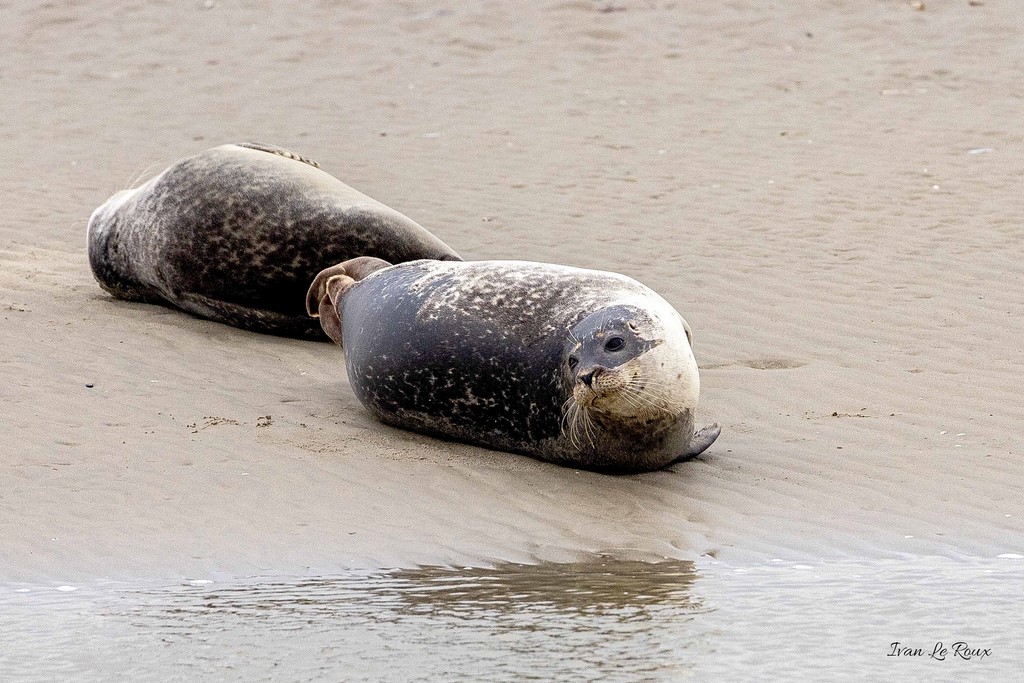 Phoque Veau marin  - Baie de Somme