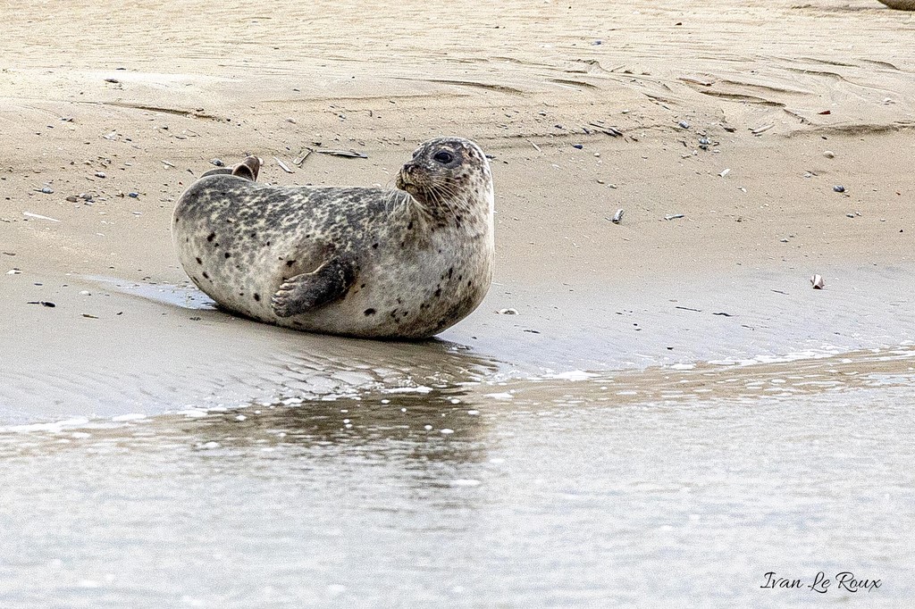 Phoque Veau marin  - Baie de Somme