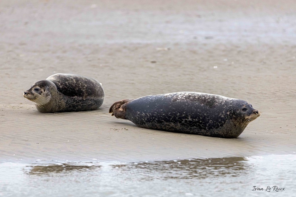 Phoque Veau marin  - Baie de Somme