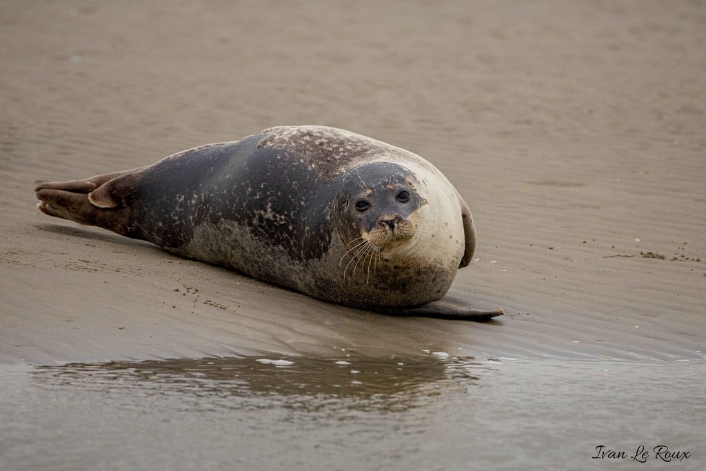 Phoque Veau marin  - Baie de Somme
