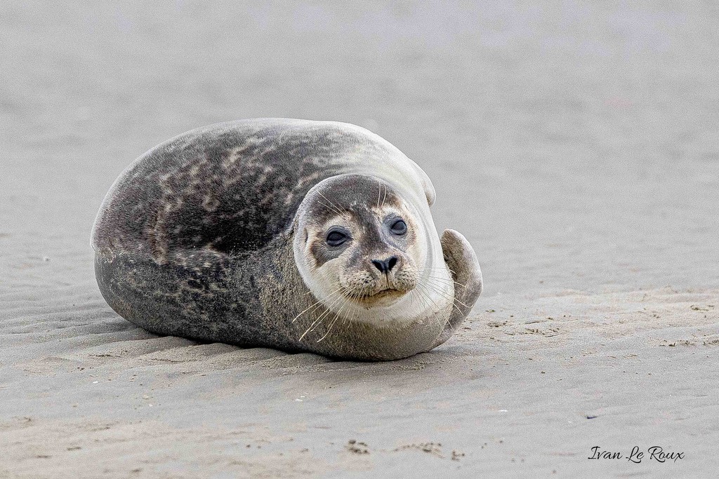Phoque Veau marin  - Baie de Somme