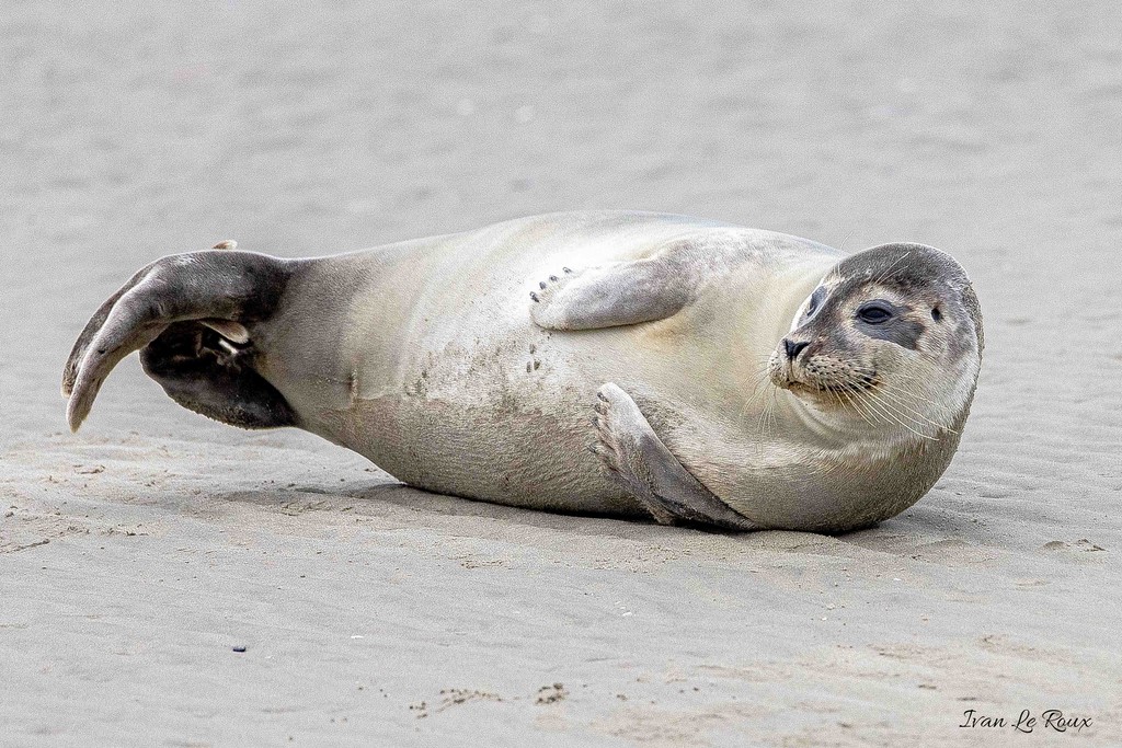 Phoque Veau marin  - Baie de Somme
