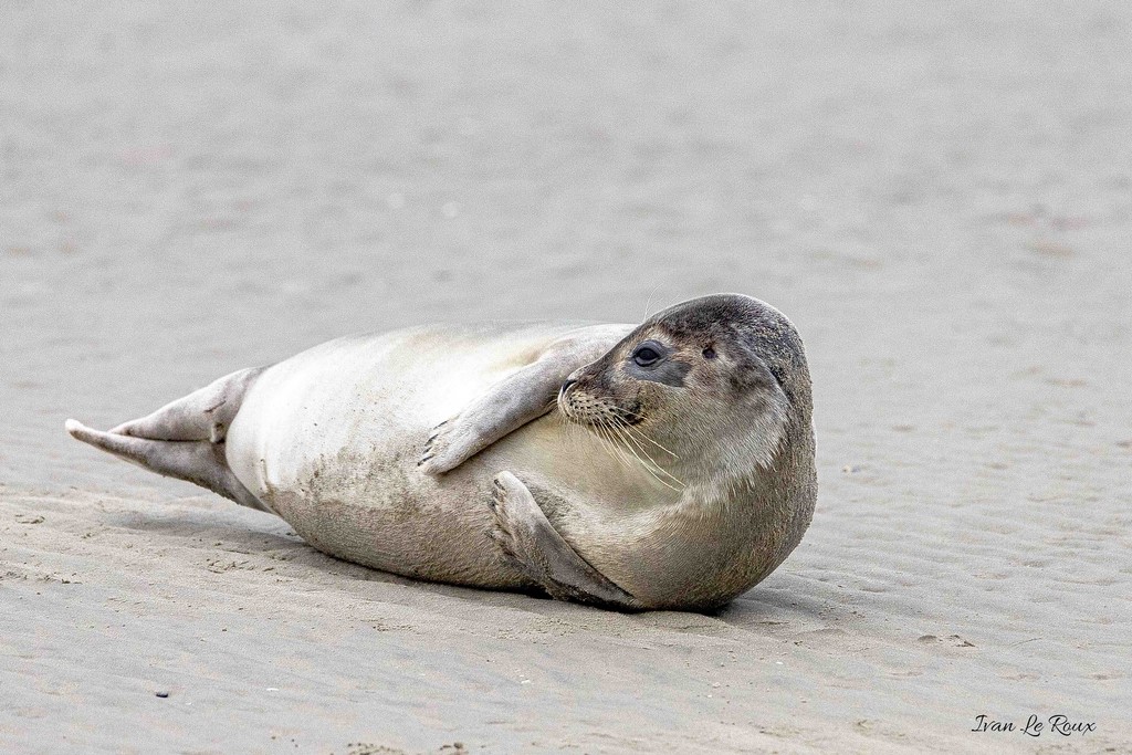Phoque Veau marin  - Baie de Somme