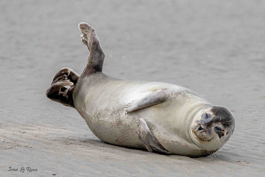 Phoque Veau marin  - Baie de Somme