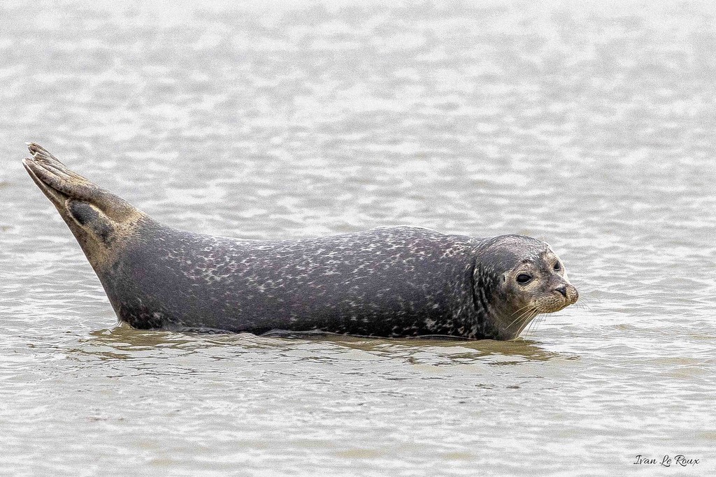 Phoque Veau marin  - Baie de Somme