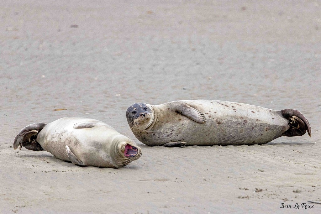 Phoque Veau marin  - Baie de Somme