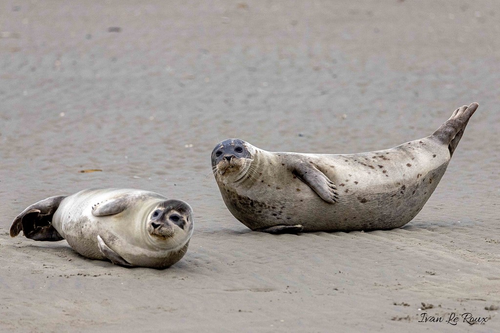 Phoque Veau marin  - Baie de Somme