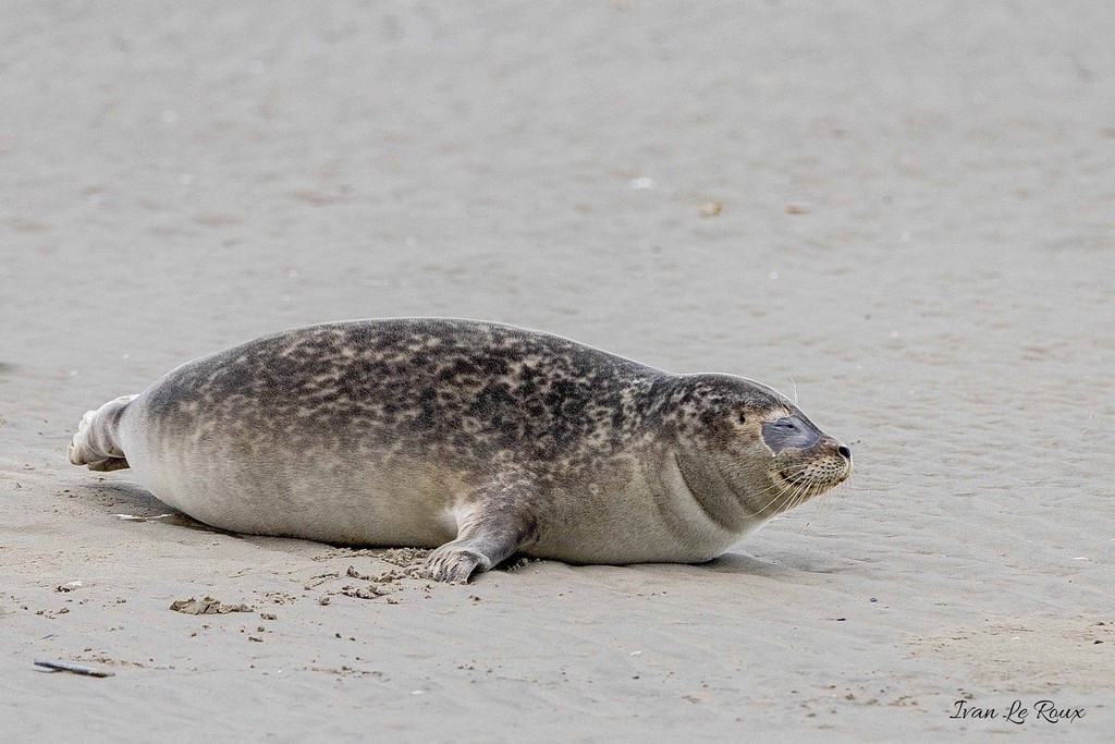 Phoque Veau marin  - Baie de Somme