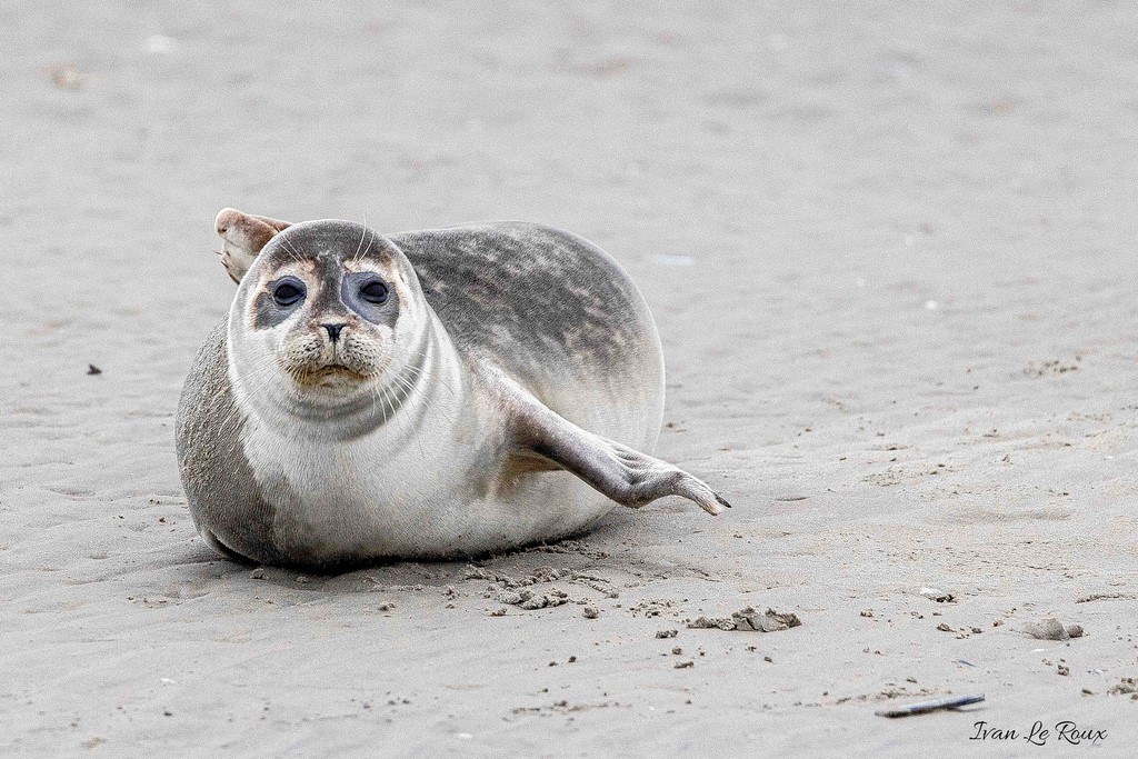 Phoque Veau marin  - Baie de Somme