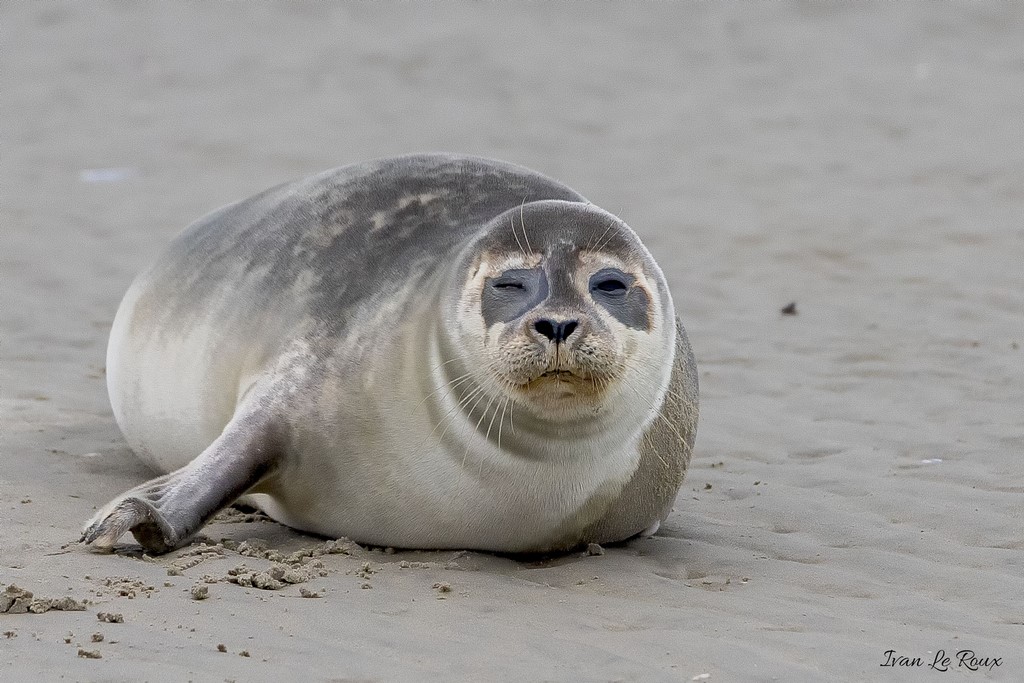 Phoque Veau marin  - Baie de Somme