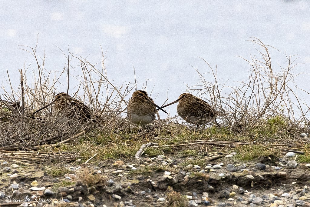 Bécassines des Marais  - Parc Ornithologique du Marquenterre
