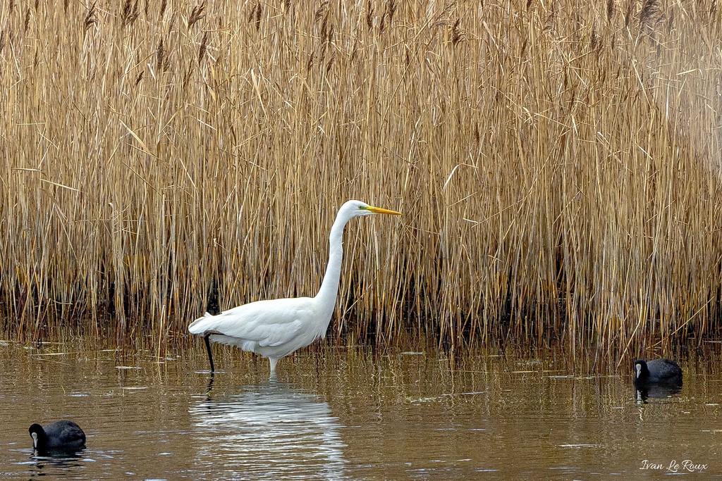 GRANDE AIGRETTE - Parc Ornithologique du Marquenterre - 2019  