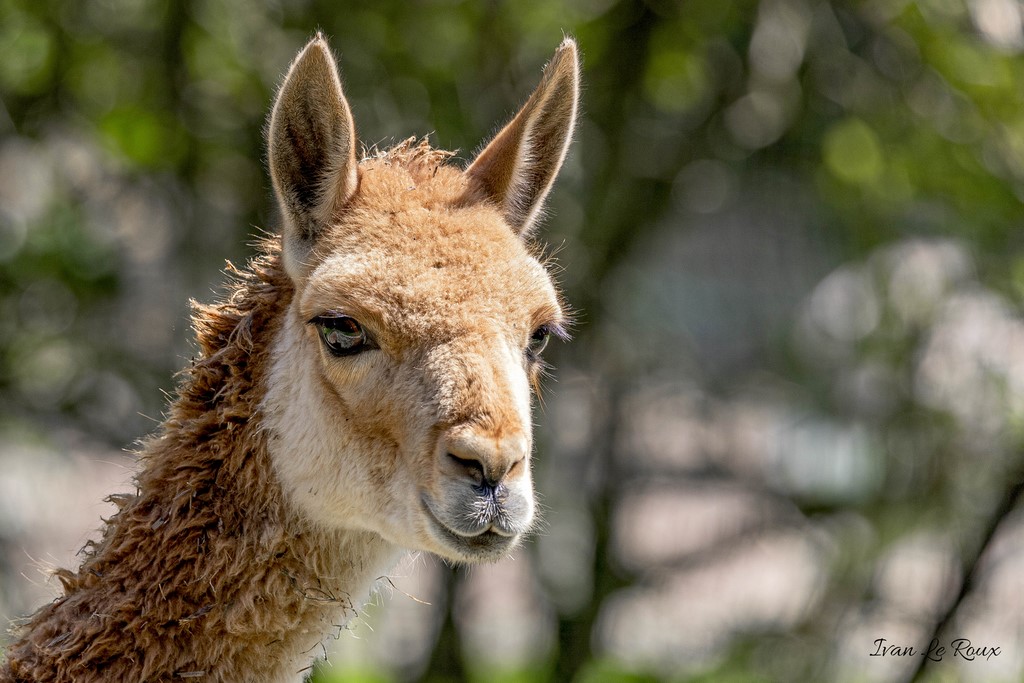 Vigognes - Zoo Cerza 2020