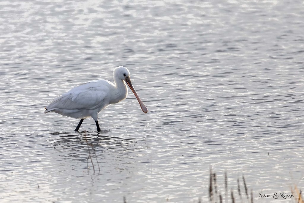 Spatule Blanche - Parc Ornithologique du Marquenterre