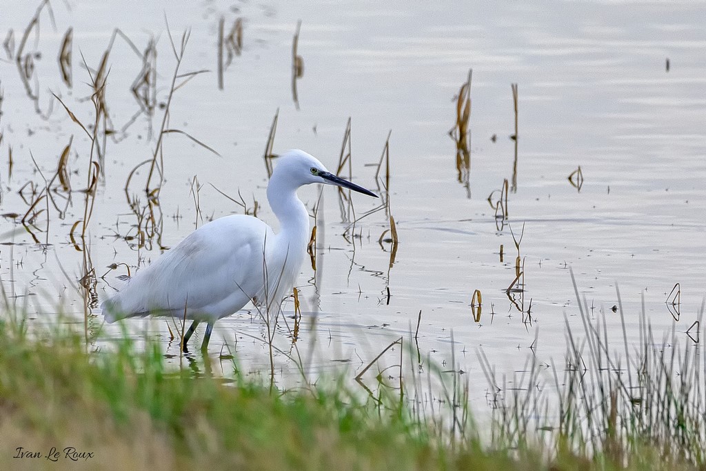 Aigrette Garzette - Parc Ornithologique du Marquenterre