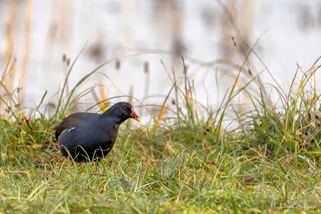 Gallinule Poule d'eau
