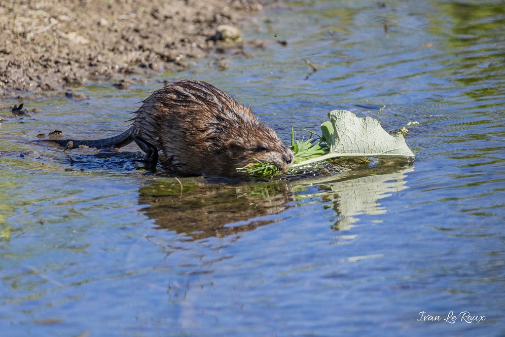 Ragondin dans la Risle