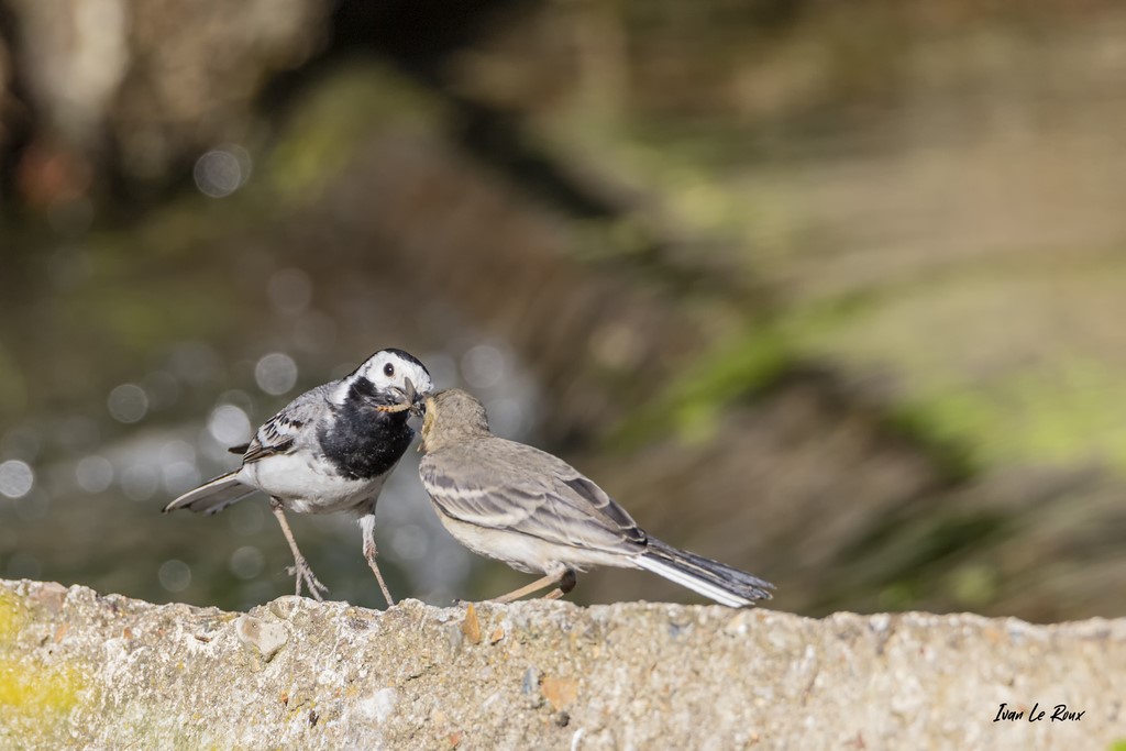 Bergeronnette Grise apporte un insecte à un de ses petits - 2020