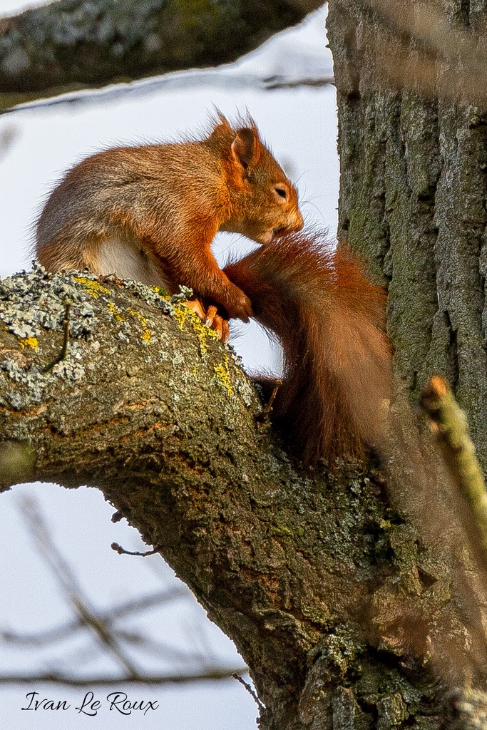Ecureuil roux