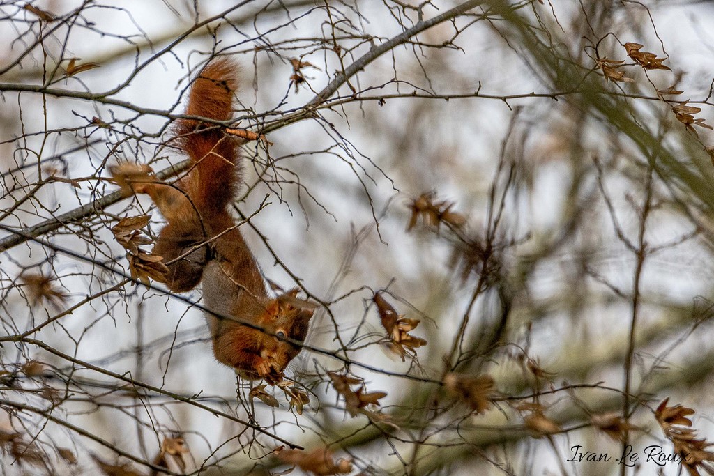 Ecureuil roux