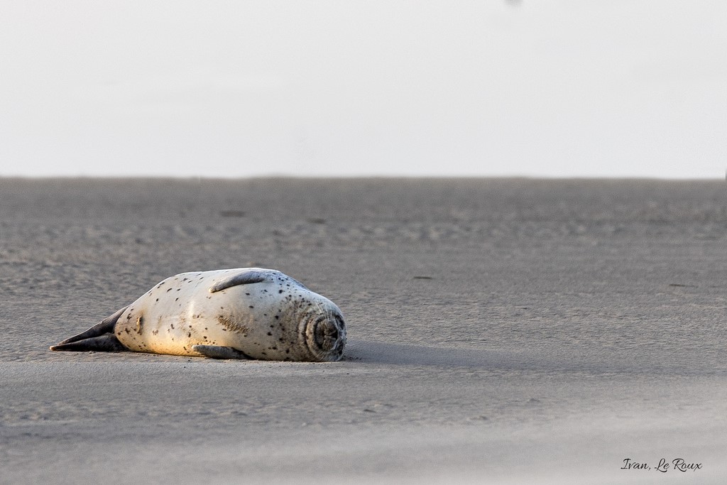 Ne pas Déranger !!! Ne pas Déranger !!! Phoque Veau Marin -  Ivan Le Roux Photo animalière berck