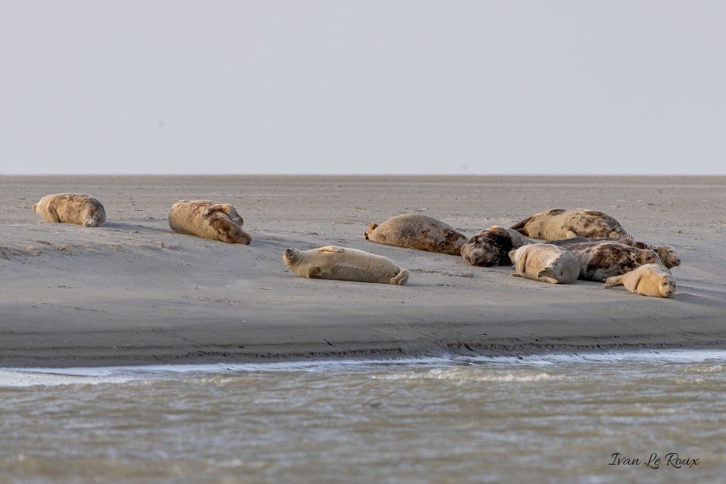 L'heure de la sieste dans la Baie d'Authie Photographe animalier Ivan Le Roux