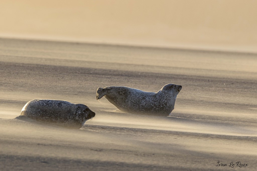 Tempête de vent sur les bancs de Sable - Tempête de vent sur les bancs de Sable - Phoques Veaux Marins Ivan Le Roux Photographe Berck sur mer