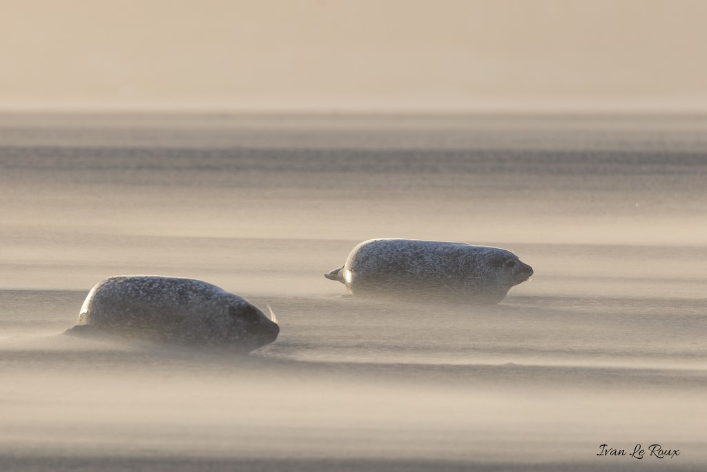 Tempête de vent sur les bancs de Sable de la Baie d'Authie - Phoques Veaux Marins - 2019 - Canon EOS 6D Mark II, Tamron SP 150-600 mm f/5-6.3 Di VC USD G2 A022, 600 mm, 1/320s, f/6.3 ISO 100, Priorité Ouverture Ivan Le Roux Photographie