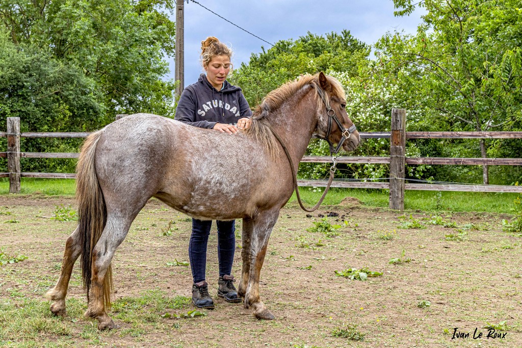 Osthéopathe Equin Jessica