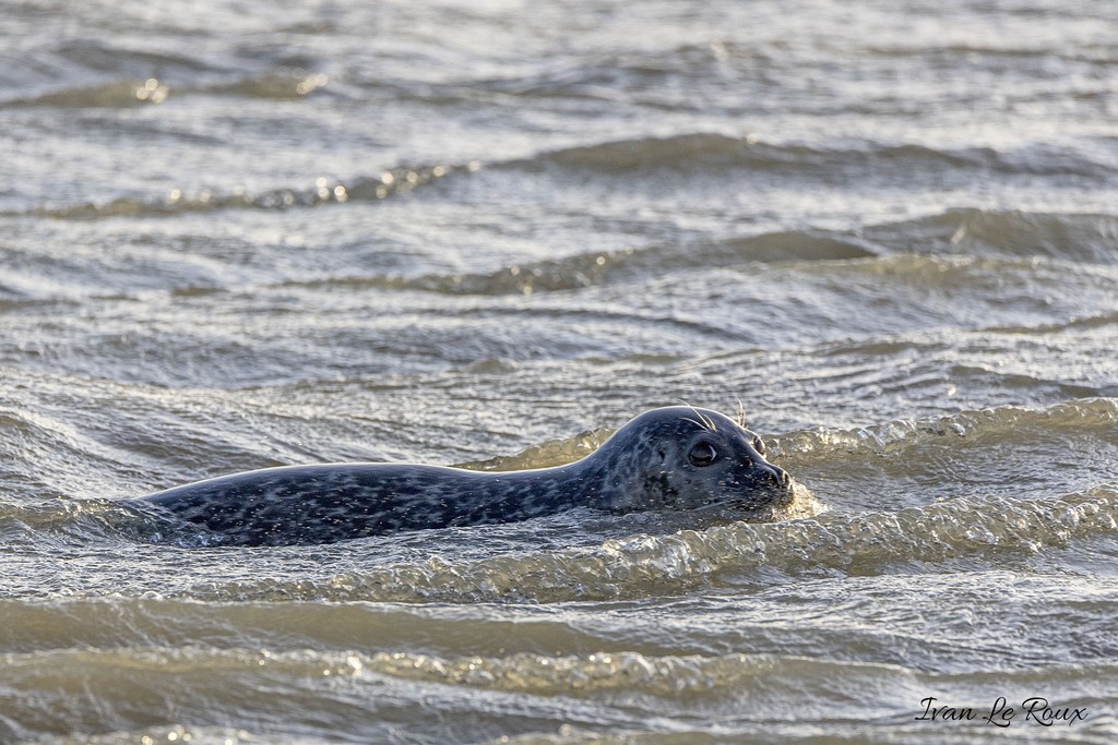 Baie d'AuthieBaie d'Authie Phoque veau marin berck sur mer
