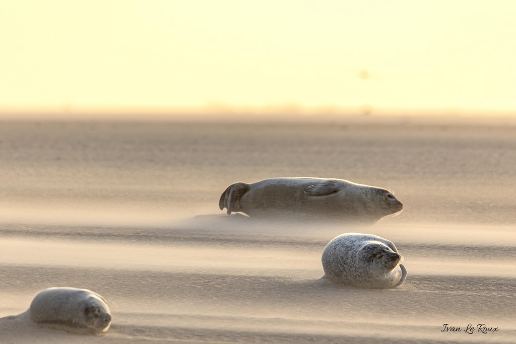 Tempête de vent sur les bancs de Sable de la Baie d'Authie - Phoques Veaux Marins - 2019 - Canon EOS 6D Mark II, Tamron SP 150-600 mm f/5-6.3 Di VC USD G2 A022, 600 mm, 1/320s, f/6.3 ISO 100, Priorité Ouverture Ivan Le Roux Photographe