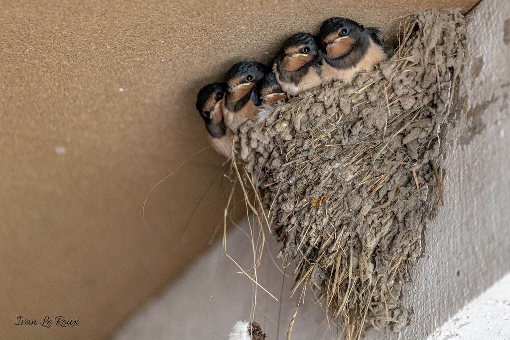 Nid d'Hirondelles Rustiques