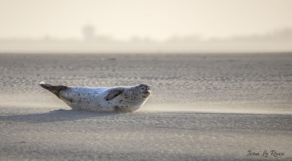 Baie d'AuthieBaie d'Authie Phoque Veau Marin  Ivan Le Roux berck sur mer Pas de calais
