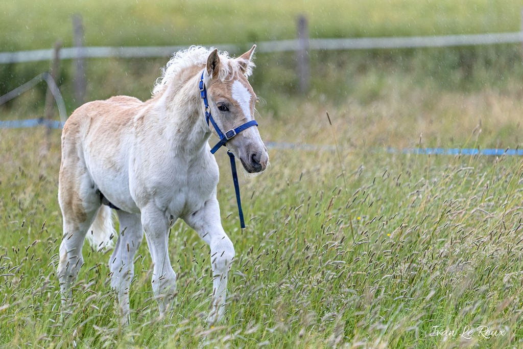 Kasanova Jeune poulain de 2 mois