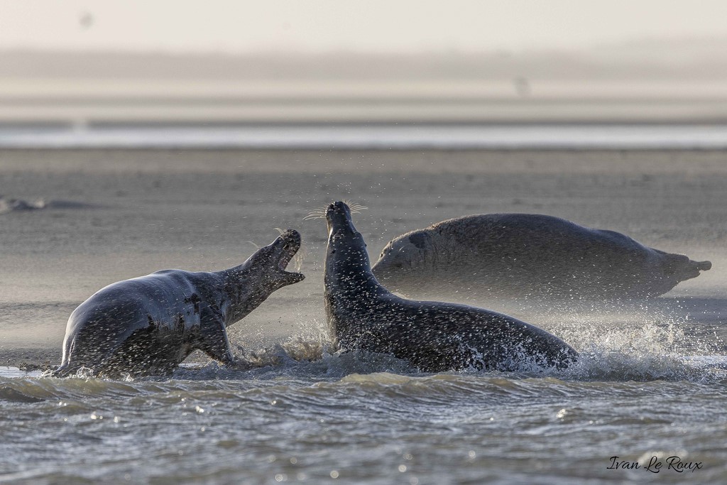 Conflit familial Conflit familial Phoques Gris - Baie d'Authie - 2019     Ivan  Le Roux photo